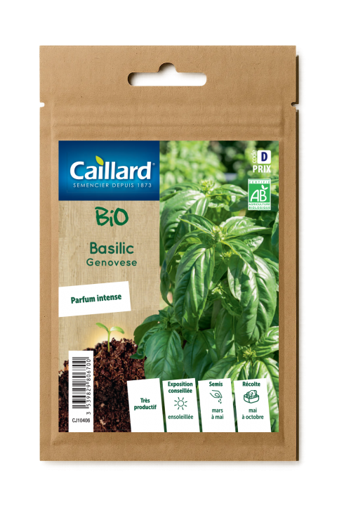 BASILIC GENOVESE