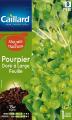 POURPIER DORE A LARGE FEUILLE